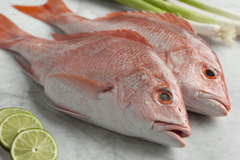 FRESH CLEANED & PROCESSED RED SNAPPER - 1 KG